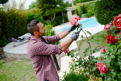 A man with short dark hair and a beard, wearing a red and white checked shirt and gardening gloves, is carefully pruning pink roses in a well-maintained backyard garden. The garden features a lush, green lawn with neatly edged flower beds, including the rose bush in the foreground with vibrant blossoms. Behind him, there are trimmed hedges and a variety of shrubs, creating a structured landscape. In the background, a rectangular swimming pool with a light blue water surface is surrounded by paved decking, set against mature trees and additional greenery that provide privacy and shade. The scene is captured on a bright, sunny day with natural light illuminating the scene, emphasizing the vibrant colors and healthy foliage, typical of outdoor maintenance activities in the Acton area. The overall environment depicts a tidy, aesthetically pleasing outdoor space suitable for professional gardening services like those offered by Garden Maintenance Acton, focusing on garden care, pruning, and landscaping enhancements.