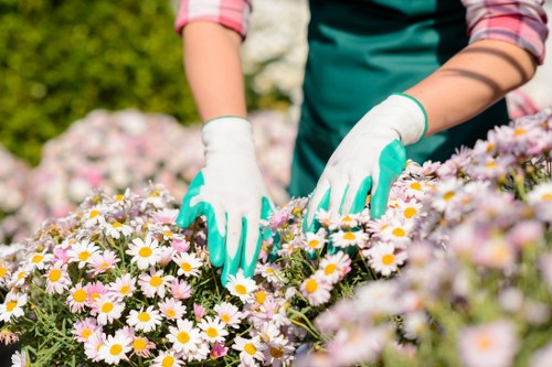 The image shows a gardener working in a well-maintained garden, with the focus on their hands wearing white gardening gloves as they tend to a bed of blooming daisy-like flowers with white petals and yellow centers. The gardener is dressed in a pink and grey striped long-sleeved shirt and a green apron, standing outdoors on a sunny day, with a background of lush green foliage and flowering shrubs. The garden features a mix of natural soil and flower beds, with a paved or gravel path visible behind the flowering bed. The scene reflects typical gardening activity, emphasizing outdoor horticultural care, and highlights the importance of flower bed maintenance in landscaped gardens around Acton, supporting garden maintenance services offered by companies like Garden Maintenance Acton.